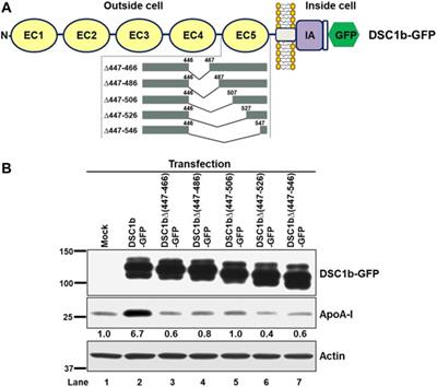 Identification of Docetaxel as a Potential Drug to Promote HDL Biogenesis